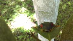 Agalychnis taylori