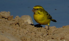 Crithagra flaviventris