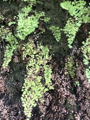 Adiantum capillus-veneris