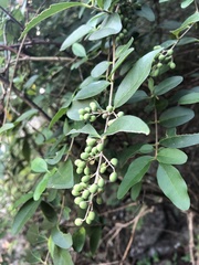 Ligustrum sinense