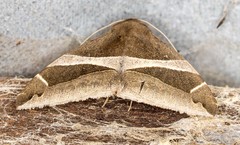 Bastilla arctotaenia