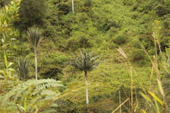 Ceroxylon quindiuense