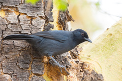 Laniarius funebris