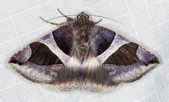 Bastilla dicoela