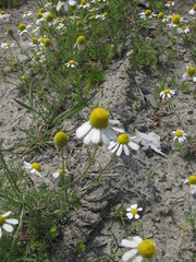 Matricaria tzvelevii