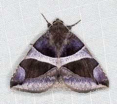 Bastilla dicoela
