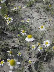 Matricaria tzvelevii