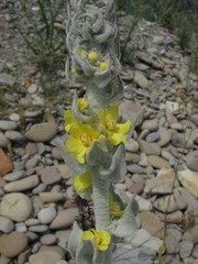Verbascum gnaphalodes