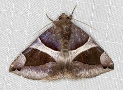 Bastilla dicoela