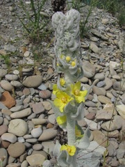 Verbascum gnaphalodes