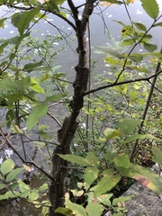 Ulmus crassifolia