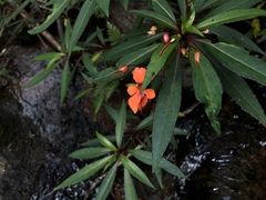 Impatiens verticillata
