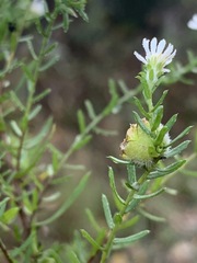 Rhopalomyia gemmaria