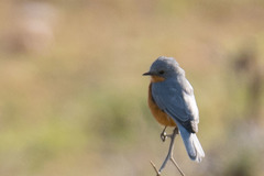 Melaenornis semipartitus