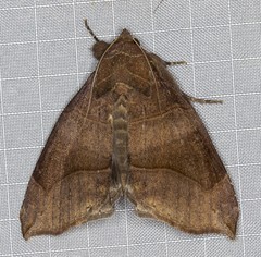 Bastilla hamatilis