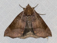 Bastilla hamatilis