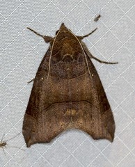 Bastilla hamatilis