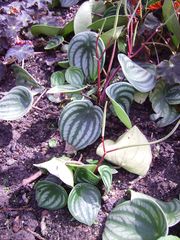 Peperomia argyreia