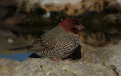 Amadina erythrocephala