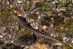 Ctenotus labillardieri