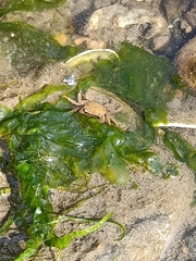 Hemigrapsus sanguineus