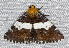 Buzara latizona