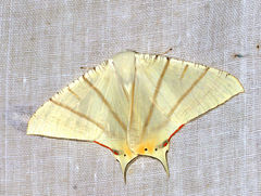 Ourapteryx marginata