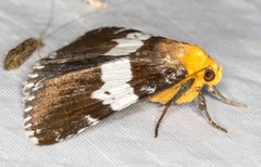 Buzara latizona