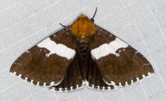 Buzara latizona