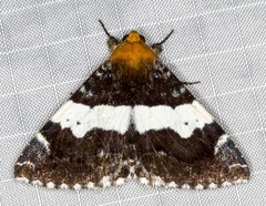 Buzara latizona