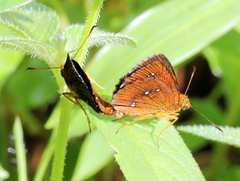 Iambrix salsala luteipalpis