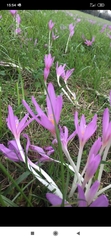 Colchicum