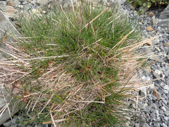 Agrostis muelleriana