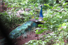 Pavo cristatus
