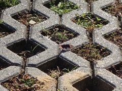 Junonia orithya orithya