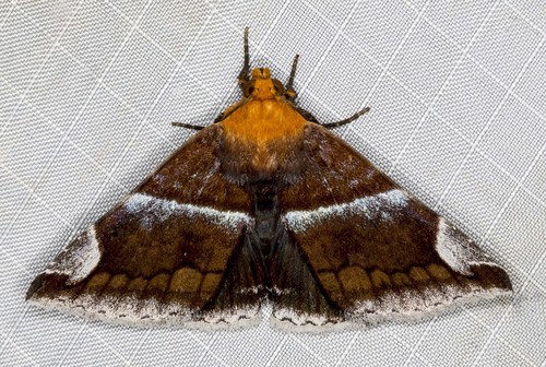 Dysgonia propyrrha Walker, 1858