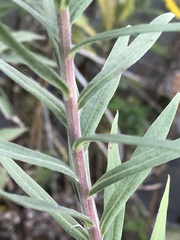 Triplinerviae