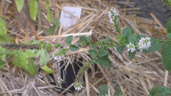 Mentha suaveolens