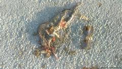 Ctenosaura similis similis