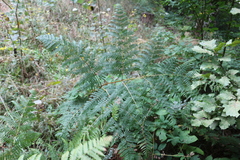 Pteridium tauricum