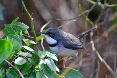 Apalis thoracica