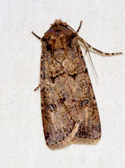 Agrotis segetum