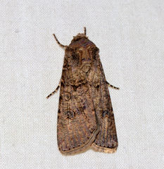 Agrotis segetum
