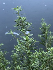 Eclipta prostrata