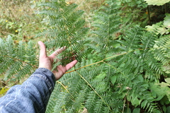 Pteridium tauricum
