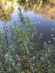 Eclipta prostrata