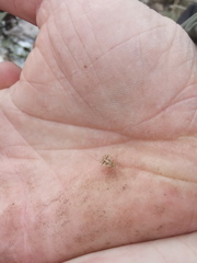 Phyllomorpha laciniata