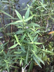 Eclipta prostrata