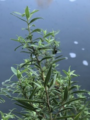Eclipta prostrata
