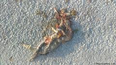 Ctenosaura similis similis